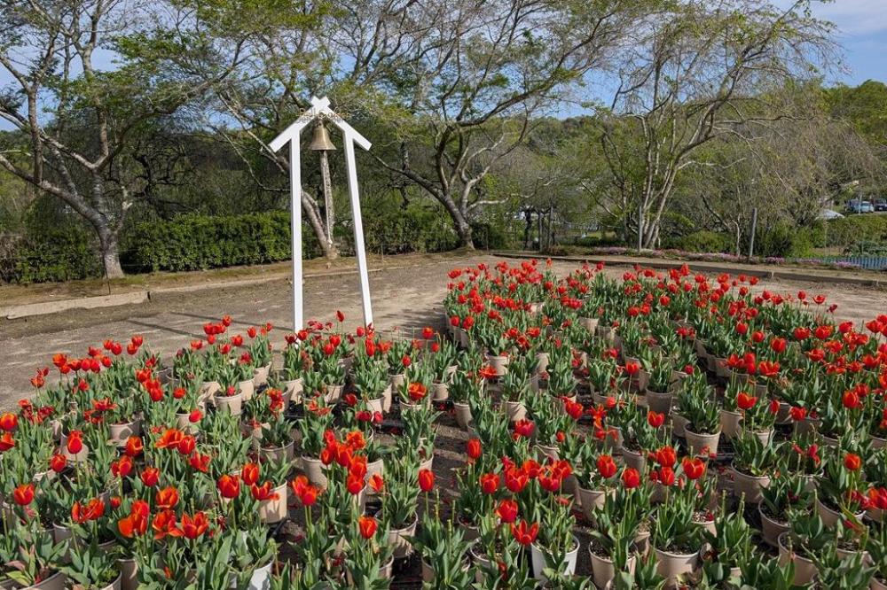 鉢植え