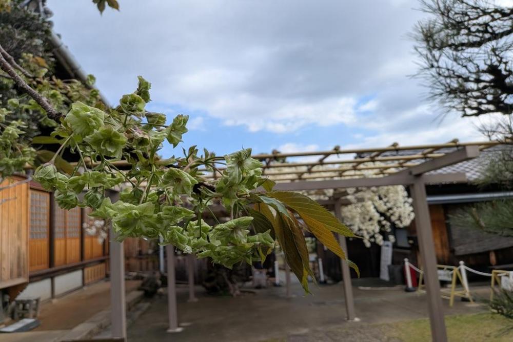 御衣黄桜