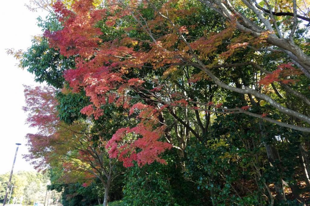 球技場横のモミジ