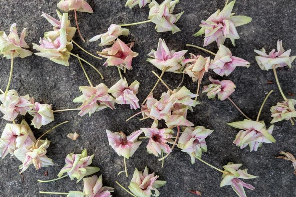 御衣黄桜