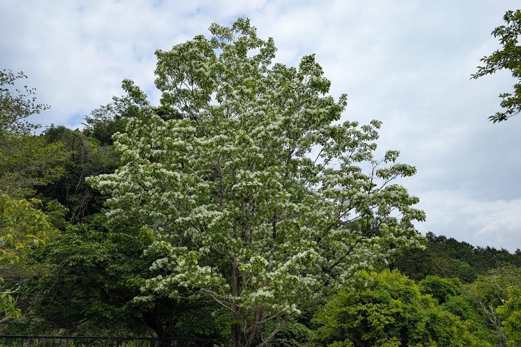 なんじゃもんじゃ(ヒトツバタゴ)