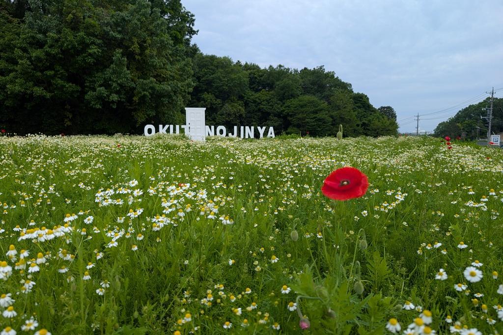 カモミールとポピー