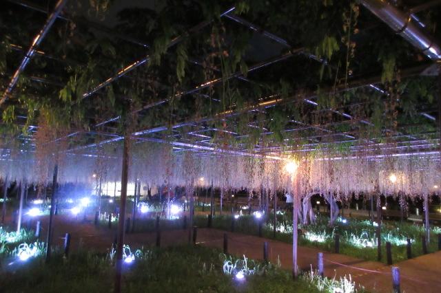 2026年の岡崎城公園五万石ふじの開花状況はこちら！｜新着情報｜岡崎城