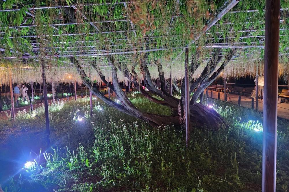 2026年の岡崎城公園五万石ふじの開花状況はこちら！｜新着情報｜岡崎城
