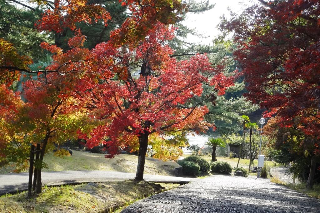 日の当たる坂道・・キレイですが後ろ歩き撮影は危険です。足元注意。