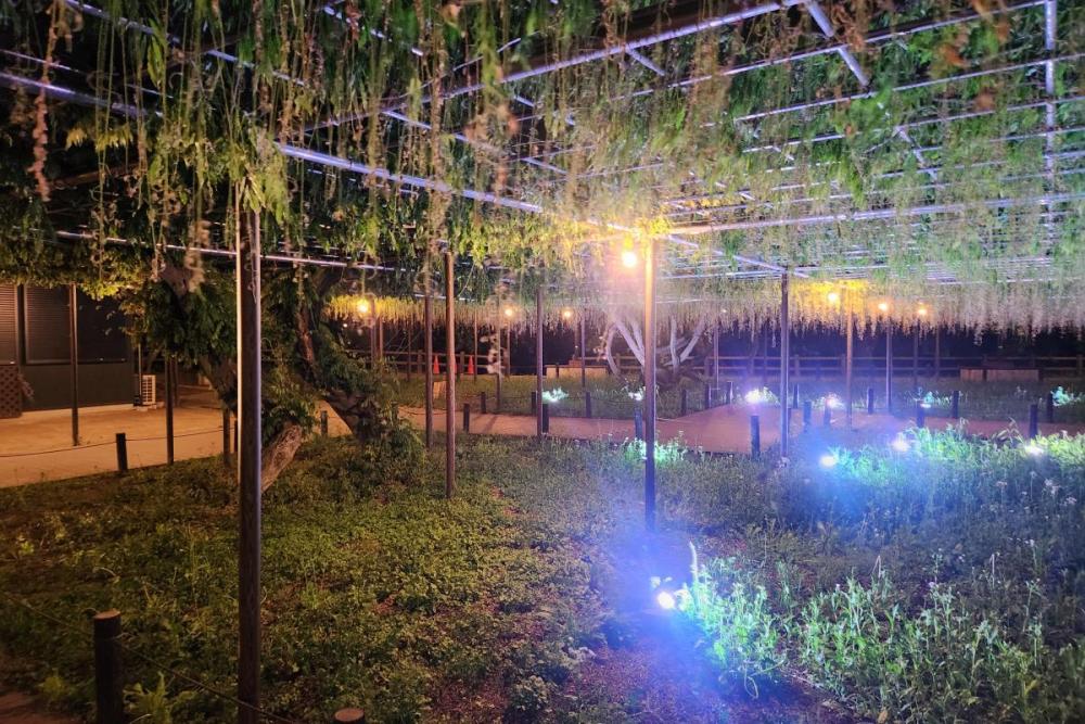 2026年の岡崎城公園五万石ふじの開花状況はこちら！｜新着情報｜岡崎城