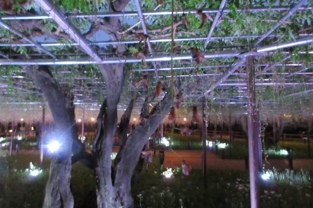 2026年の岡崎城公園五万石ふじの開花状況はこちら！｜新着情報｜岡崎城