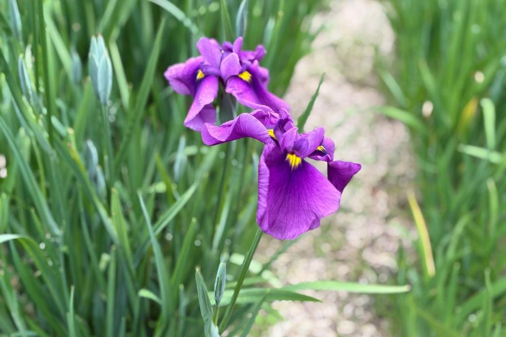 東公園で一足先に見つけた、初夏を告げる美しい花菖蒲