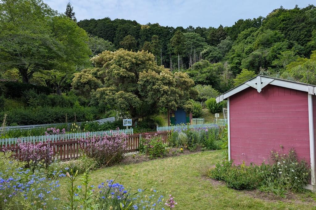 満開時は真っ白になります