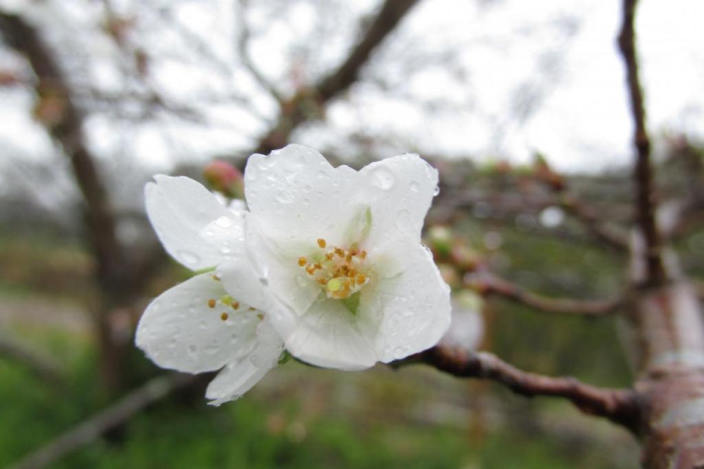桜の名のとおり、綺麗な花びらです。