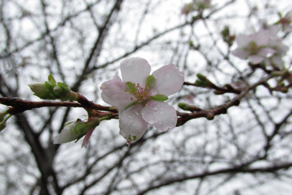 桜のようですね