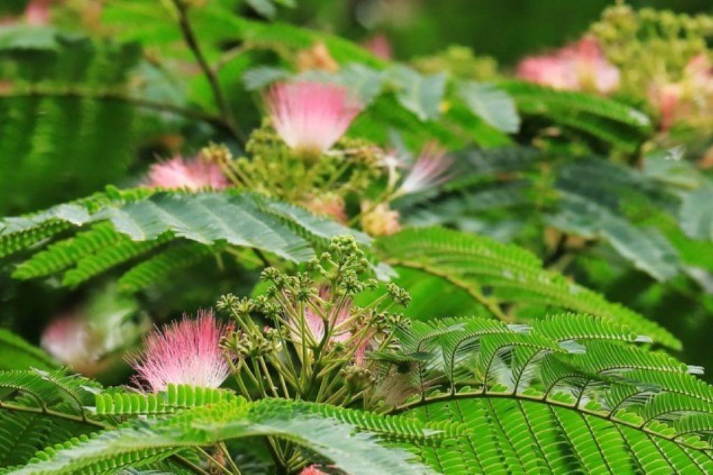 ネムノキ花