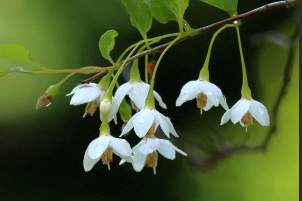 エゴノキ花