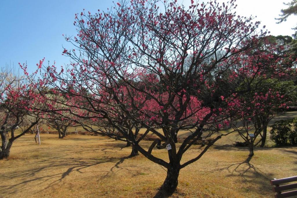 紅梅全体