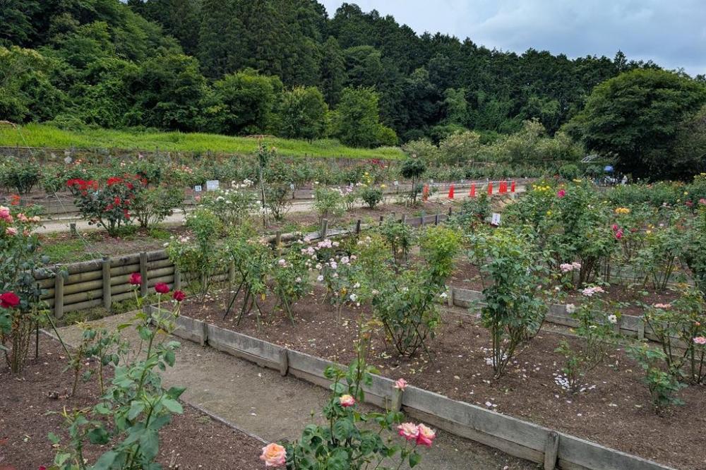 2026年バラの開花情報｜新着情報｜奥殿陣屋｜岡崎おでかけナビ - 岡崎
