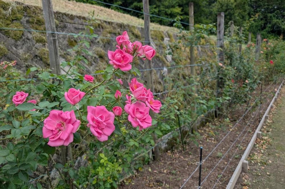 2026年バラの開花情報｜新着情報｜奥殿陣屋｜岡崎おでかけナビ - 岡崎
