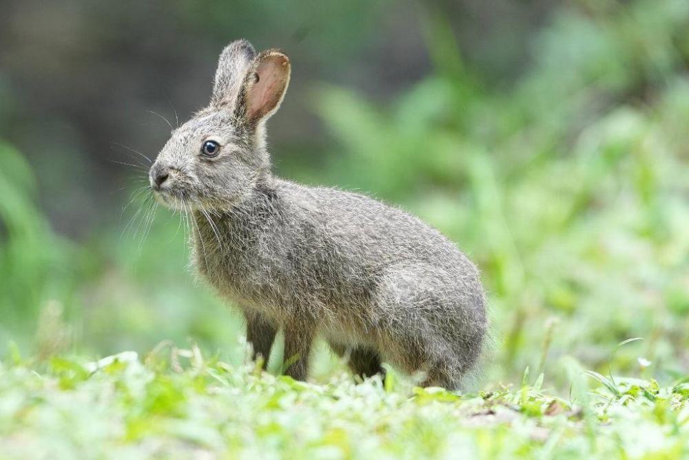 ノウサギ