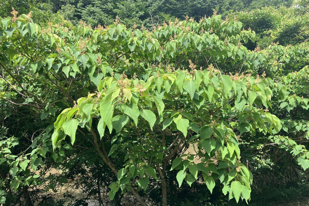 アカメガシワ