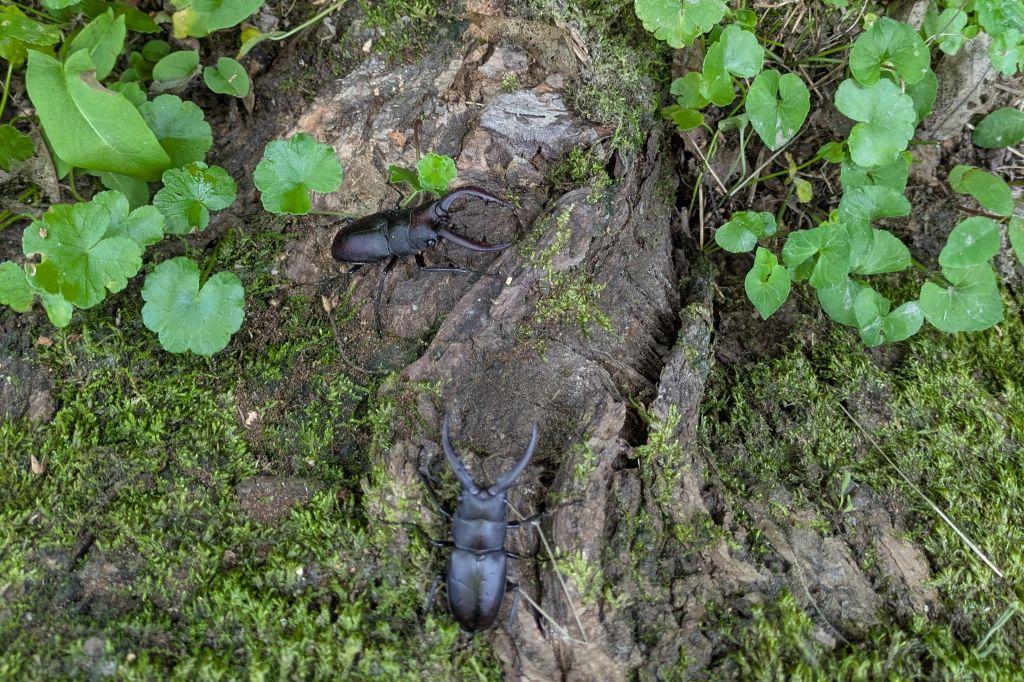 ノコギリクワガタ