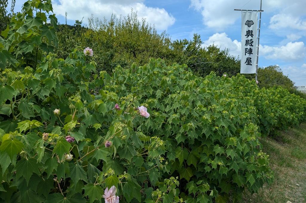 酔芙蓉