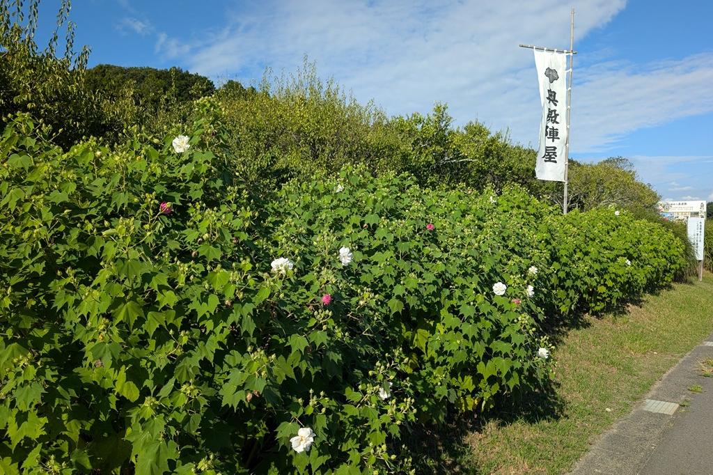 朝