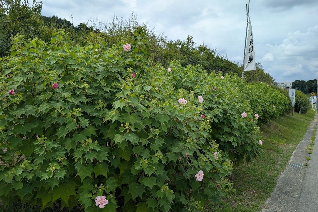 お昼頃