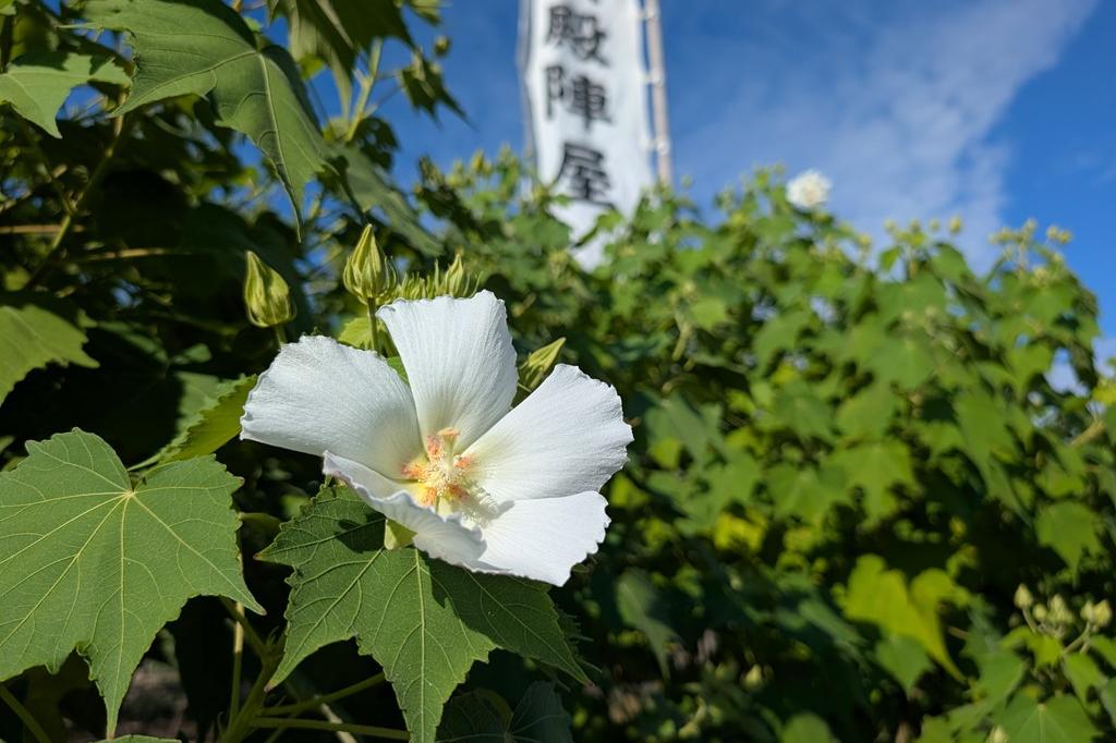 朝