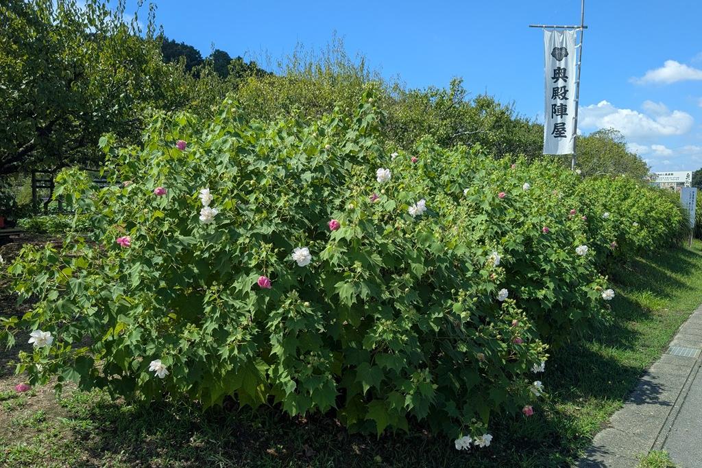 酔芙蓉