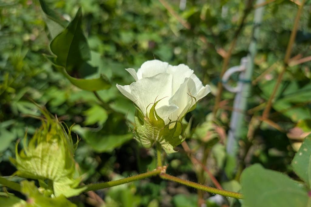 綿の花
