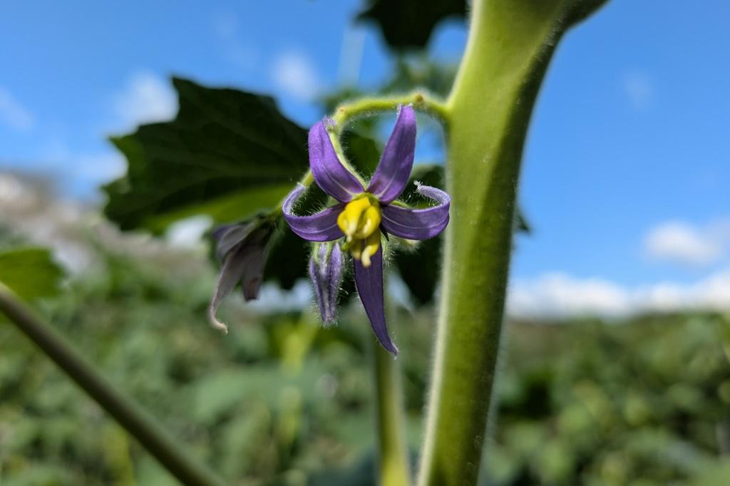 フォックスフェイスの花
