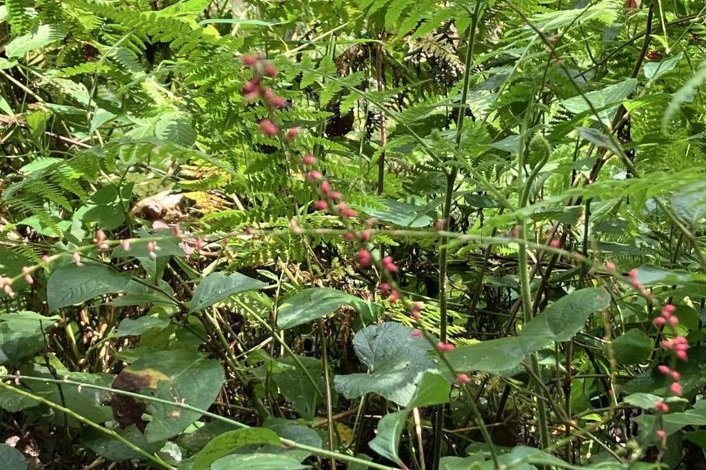 ミズヒキ花