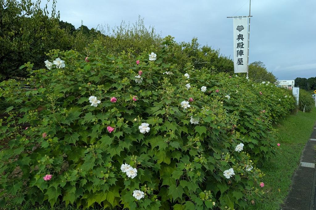 朝撮影