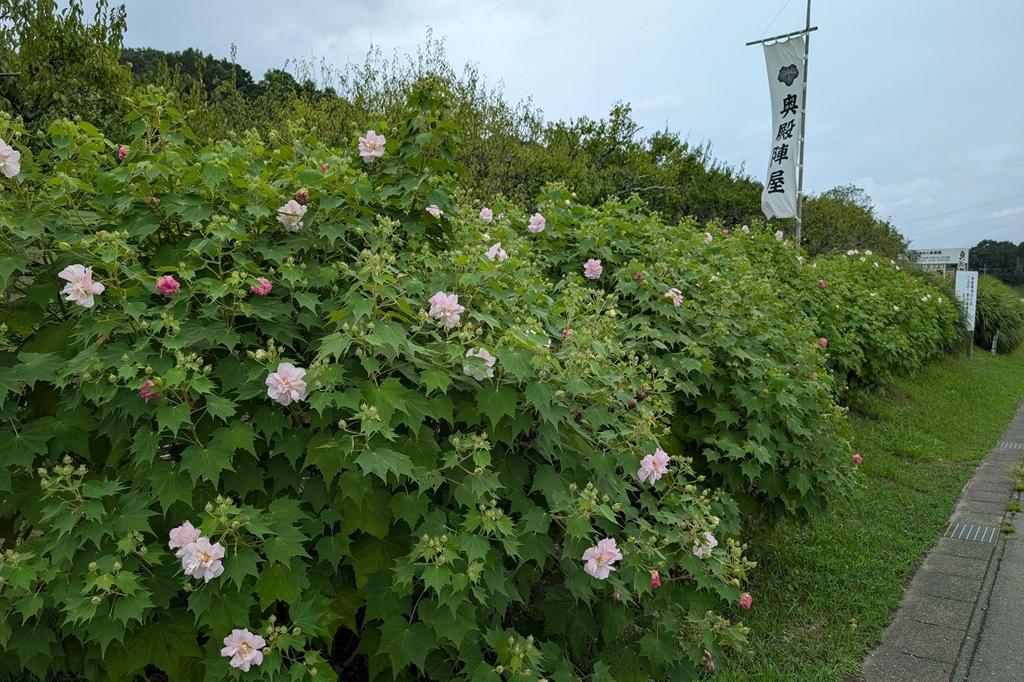 お昼撮影