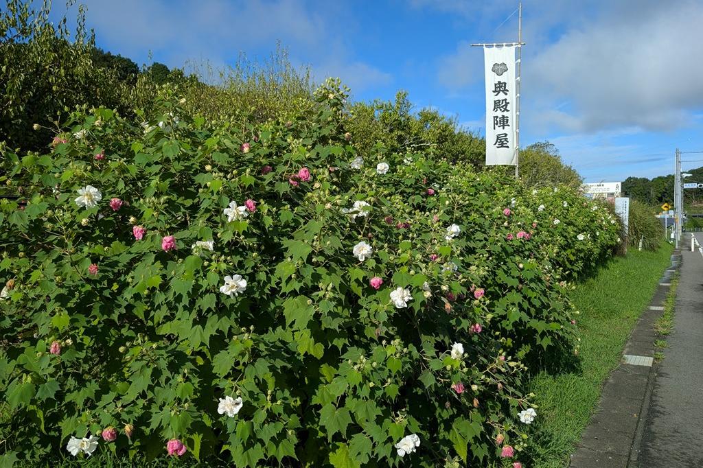 朝の様子です