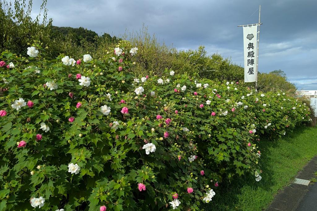 酔芙蓉