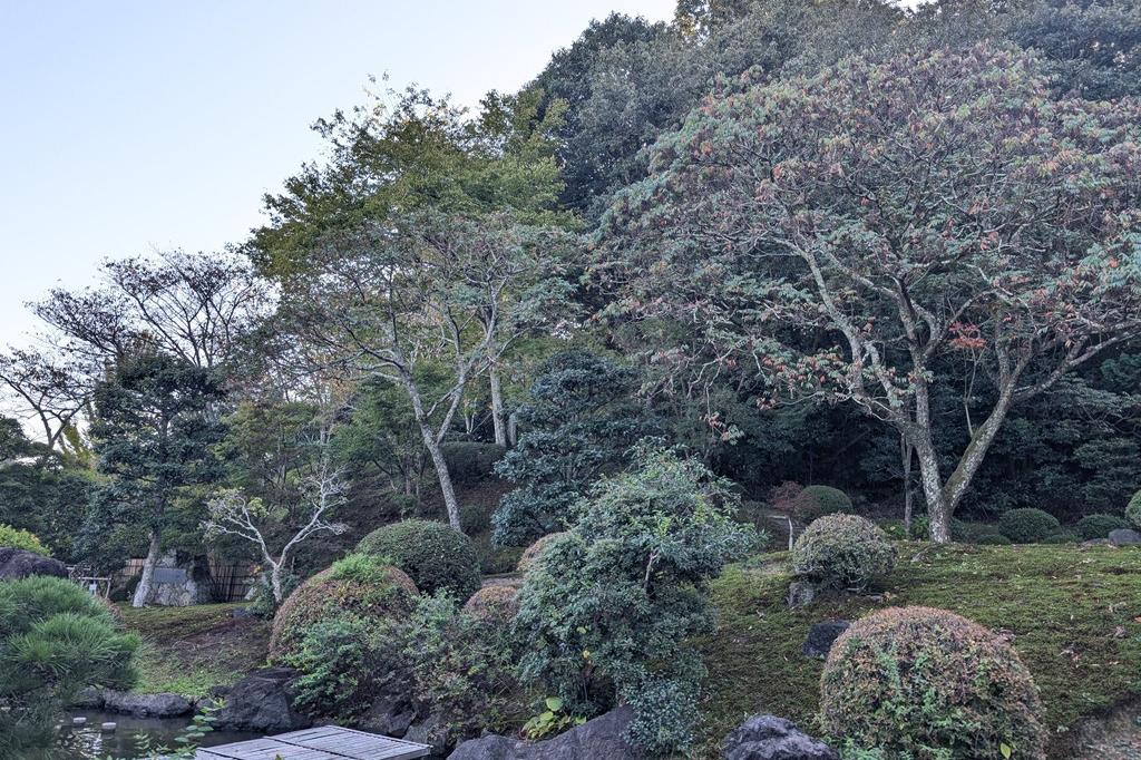 紅葉はまだです