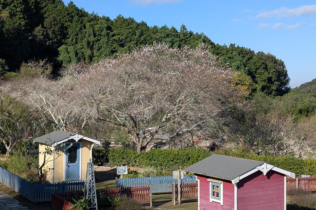 四季桜
