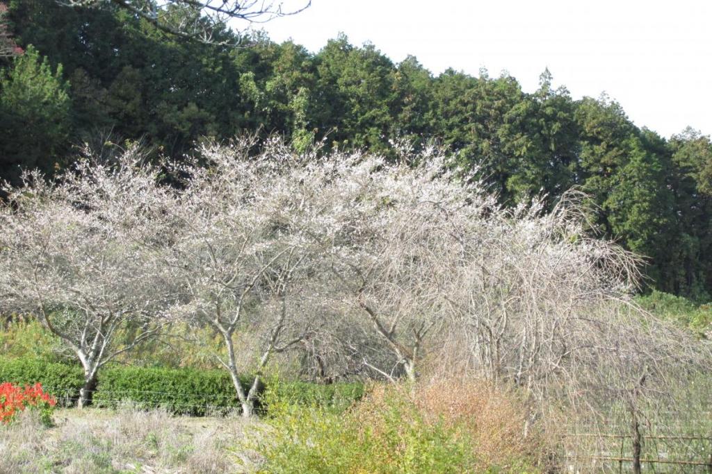 四季桜も遠目は満開の様です（笑）