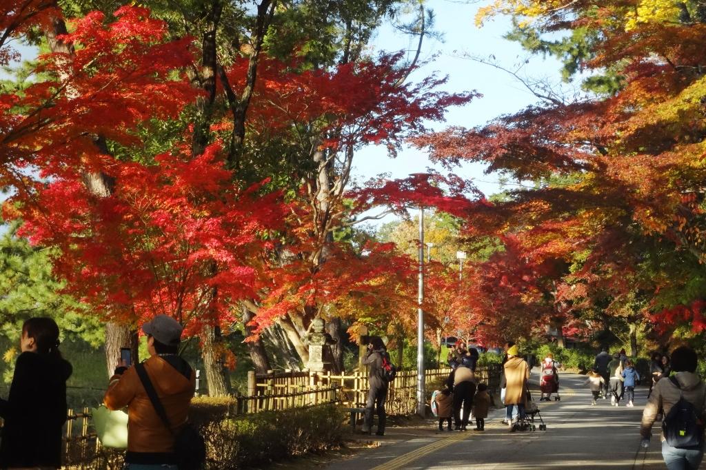 多くの方が紅葉のアーチを楽しんでいます。