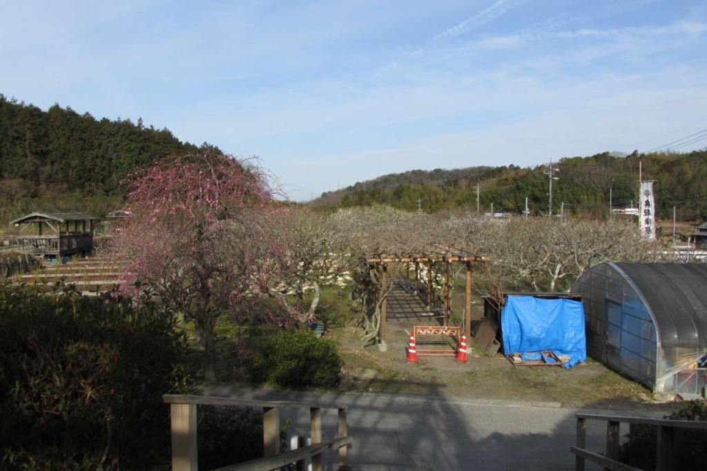 全景　まだまだ色が付いていませんね。