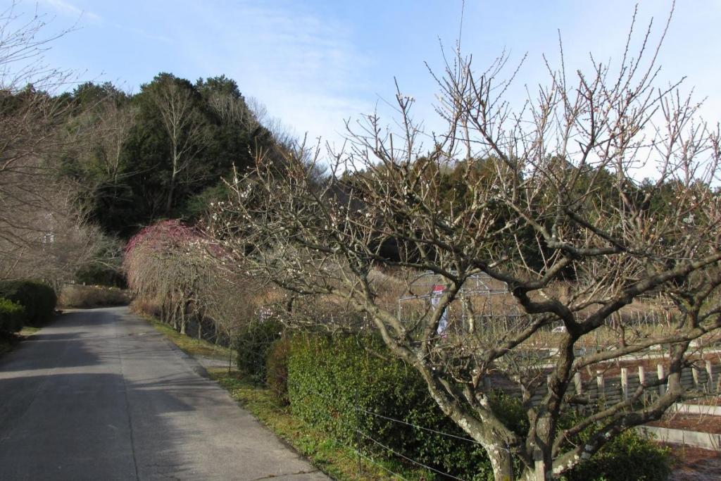 しだれ桜も、まだまだ色が・・・