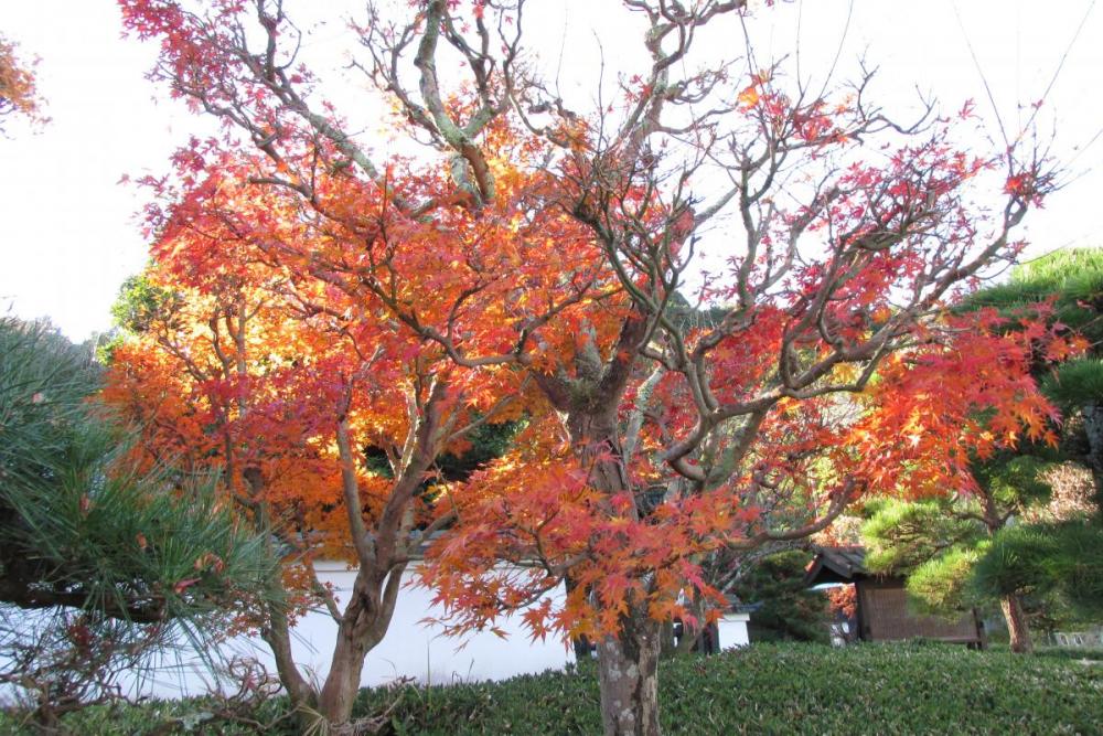 まだまだ見頃の紅葉もあります。