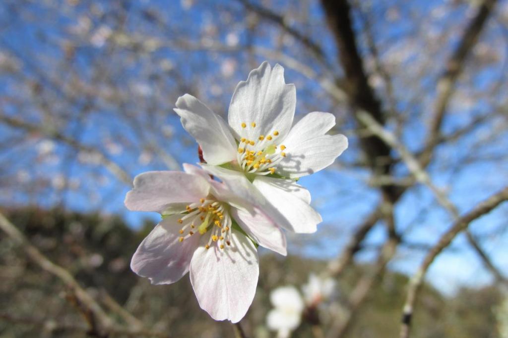 四季桜はまだまだ綺麗です！