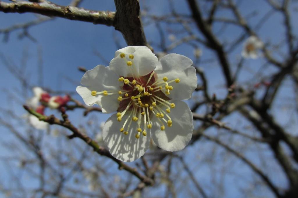 白い花は、可憐ですね。