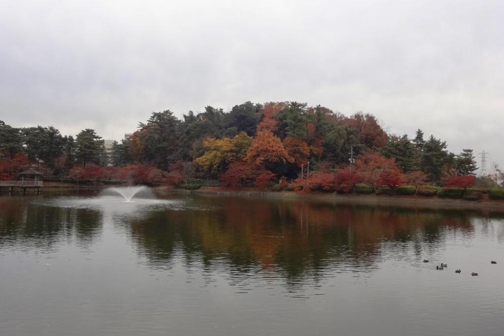 あしのべ池の鳥たちはちょっと寒そう。