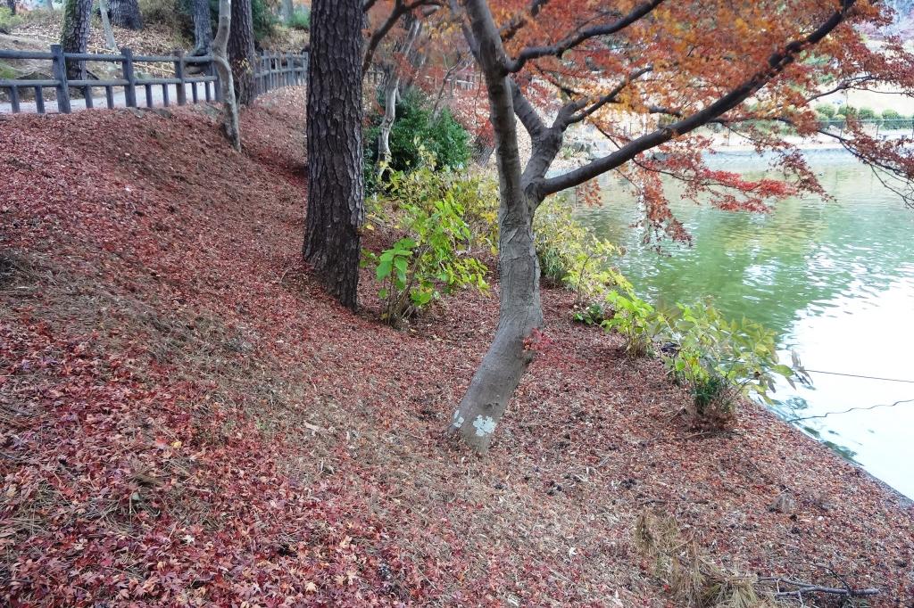 落葉がすっかり地面を覆っています。