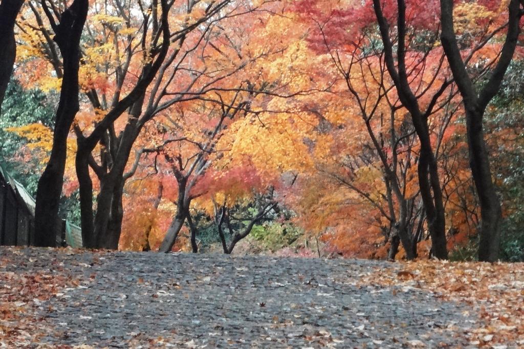 落葉の道もきれいです。