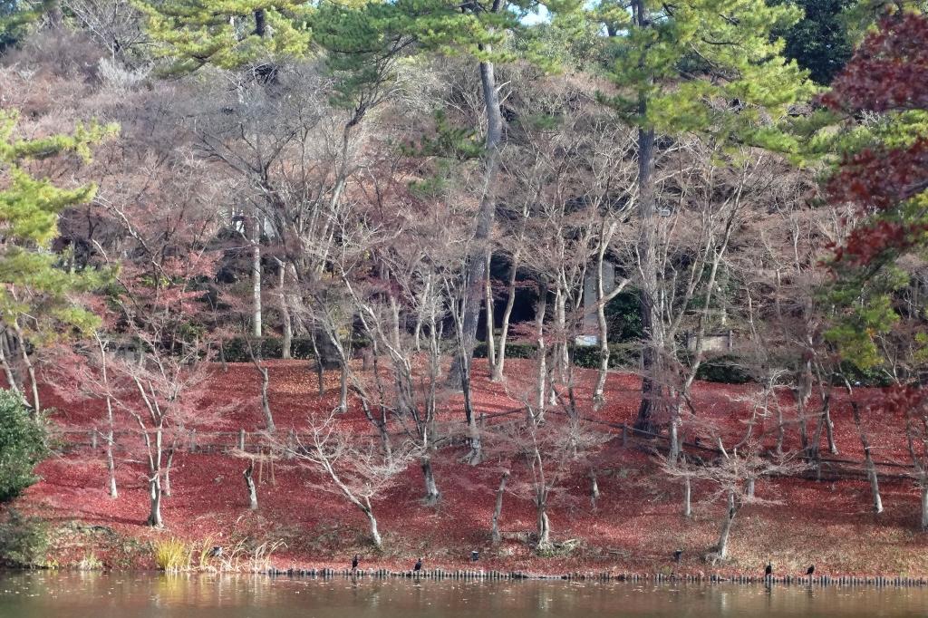 見事に天地逆転。地面の方が紅く見えます。