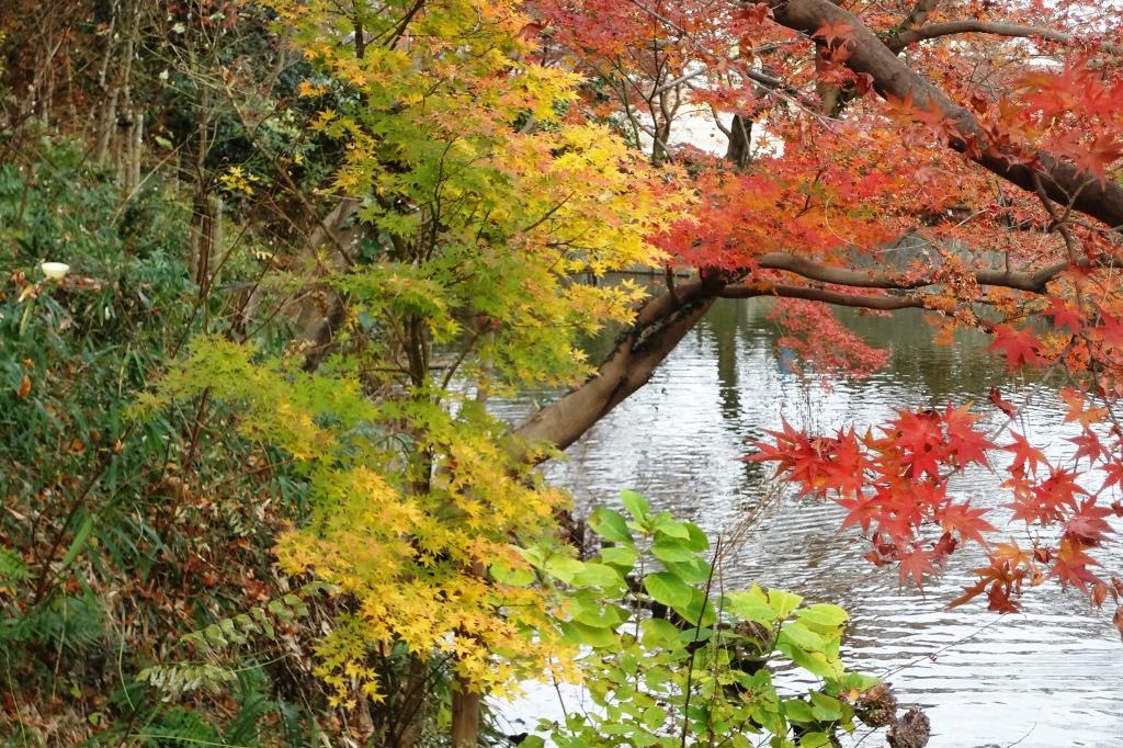 落葉した先輩たちの根元に青々とした若木。子どもが冬でも元気な感じ？