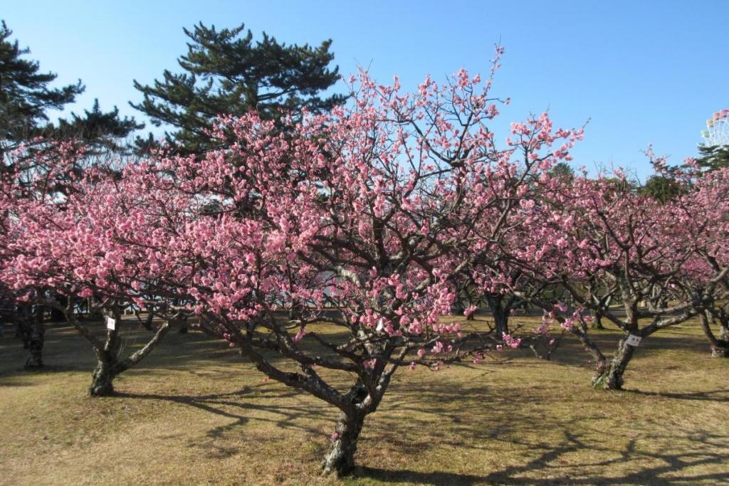 紅梅全体